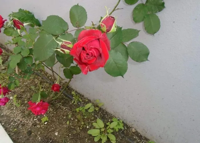 House Filippos 公寓 *