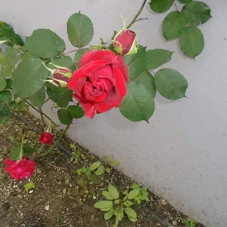 House Filippos Appartement *